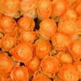 thumbnail image 5 of Member's Mark Illusion Roses, 96 stems, Choose color variety, 5 of 7