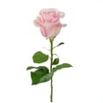 thumbnail image 2 of Member's Mark Ecuadorian Premium Roses, choose color variety and stem count, 2 of 6