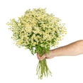 thumbnail image 4 of Member's Mark Chamomile Matricaria, choose stem count, 4 of 6
