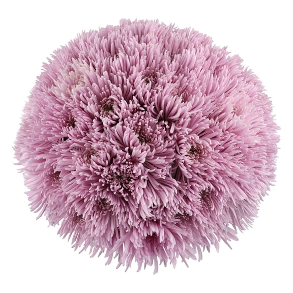 Member's Mark Spider Mums, choose color and stem count