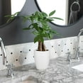 thumbnail image 3 of Live 5" Money Tree in White Ceramic Pot, 3 of 5