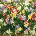 thumbnail image 5 of Member's Mark Columbine Aquilegia Blend Dormant Bulbs, 14pk, 5 of 9