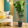 thumbnail image 4 of Costa Farms 12" Ficus Standard Plant in Grower Pot, 4 of 5