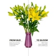 thumbnail image 4 of Member's Mark LA Hybrid Lilies, choose color and stem count, 4 of 8