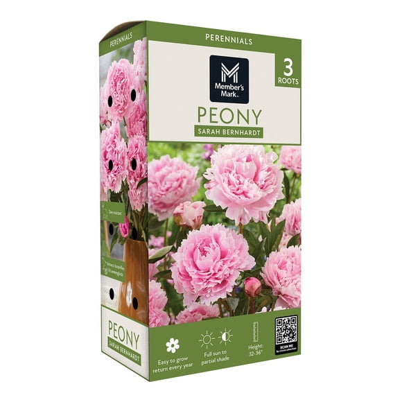 Member's Mark Peony Sarah Bernhardt Dormant Bulbs, 3pk