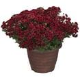 thumbnail image 3 of 14" Mum Planter, 3 of 4