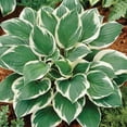 thumbnail image 3 of Member's Mark Hosta Minuteman Dormant Bulbs, 7pk, 3 of 9