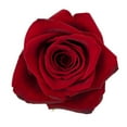 thumbnail image 2 of Member's Mark Ecuadorian Premium Roses, choose color variety and stem count, 2 of 8