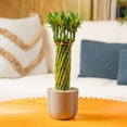 thumbnail image 5 of Costa Farms Medium Lucky Bamboo Plant in Decorative Pot, 5 of 9