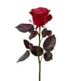 thumbnail image 4 of Member's Mark Farm Fresh Velvet Roses, choose color and stem count, 4 of 7