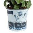 thumbnail image 2 of Costa Farms 1-Gallon Tropical Hibiscus Premium HibisQs, 2 of 6