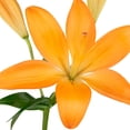 thumbnail image 3 of Member's Mark LA Hybrid Lilies, choose color and stem count, 3 of 8
