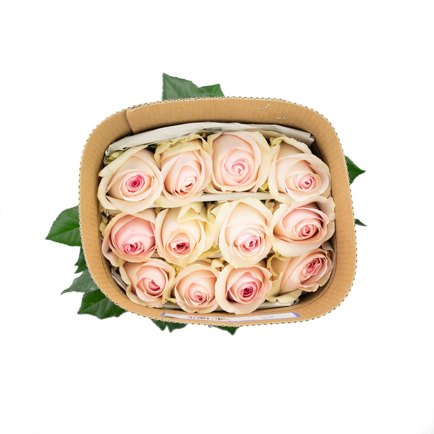 Member's Mark Ecuadorian Premium Roses, choose color variety and