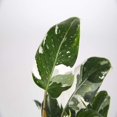 thumbnail image 2 of 10" White Princess Philodendron Duo in Green Ceramic Pot, 2 of 5