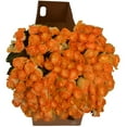 thumbnail image 3 of Member's Mark Illusion Roses, 96 stems, Choose color variety, 3 of 7
