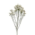 thumbnail image 3 of Member's Mark Limonium, 60 Stems, choose color, 3 of 6