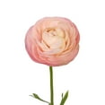 thumbnail image 1 of Ranunculus, 60 stems, choose color, 1 of 2