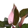 thumbnail image 4 of Costa Farms 6" Tropical Houseplant in Decorative Pot, 4 of 9