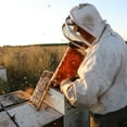thumbnail image 5 of Local Hive Northeast Raw & Unfiltered Honey, 48 oz., 5 of 5