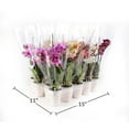 thumbnail image 6 of Live White Mini Orchids in Ceramic Pot, 12 Pack, 6 of 6