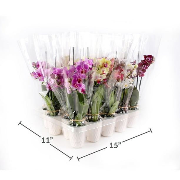 Live White Mini Orchids in Ceramic Pot, 12 Pack - Samsclub.com