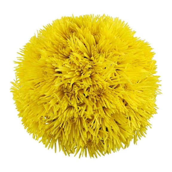 Member's Mark Spider Mums, choose color and stem count