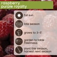 thumbnail image 7 of Member's Mark Raspberry Fall Gold & Purple Royalty, 2pk, 7 of 10