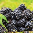 thumbnail image 3 of Member's Mark Blackberry Thornless, 2pk, 3 of 10