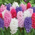 thumbnail image 4 of Member's Mark Hyacinth Blend Dormant Bulbs, 24pk, 4 of 9