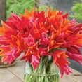 thumbnail image 5 of Member's Mark Tulip Lily Flowering Blend Dormant Bulbs, 30pk, 5 of 9