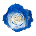 thumbnail image 2 of Member's Mark Illusion Roses, choose color and stem count:- 50, Blue, 2 of 8