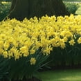 thumbnail image 8 of Member's Mark Daffodil Blooms All Spring Blend Dormant Bulbs, 36pk, 8 of 12