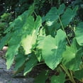 thumbnail image 3 of Member's Mark Elephant Ear Dormant Bulbs, 8pk, 3 of 9