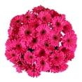 thumbnail image 2 of Member's Mark Gerbera Daisies, choose color and stem count, 2 of 4