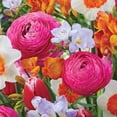 thumbnail image 4 of Member's Mark Center of Attention Blend Freesia, Ranunculus, Daffodil and Tulip Dormant Bulbs, 60pk, 4 of 12