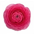 thumbnail image 3 of Ranunculus, 60 stems, choose color, 3 of 6