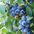 thumbnail image 4 of Member's Mark Blueberry Legacy & Bluecrop, 2pk, 4 of 10