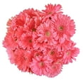 thumbnail image 1 of Member's Mark Gerbera Daisies, choose color and stem count, 1 of 4