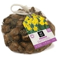 thumbnail image 1 of Member's Mark Daffodil Yellow Trumpet Dormant Bulbs, 40pk, 1 of 8