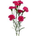 thumbnail image 4 of Member's Mark Mini Carnations, Choose color and stem count, 4 of 6