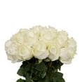 thumbnail image 2 of Roses - White - 100 Stems, 2 of 6