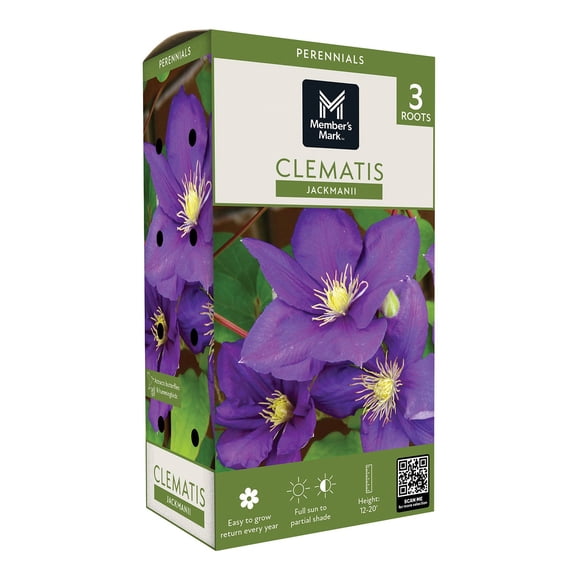 Member's Mark Clematis Jackmanii Dormant Bulbs, 3pk