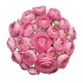 thumbnail image 1 of Ranunculus, 60 stems, choose color, 1 of 5