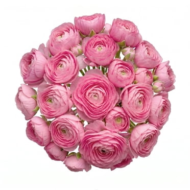 Ranunculus, 60 stems, choose color