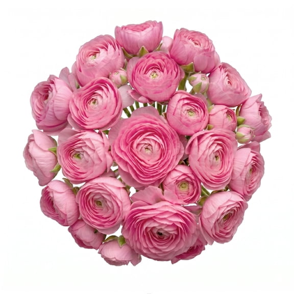 Ranunculus, 60 stems, choose color