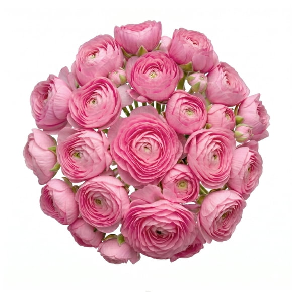 Ranunculus, 60 stems, choose color