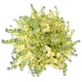 thumbnail interactive-video image 1 of Member's Mark Stock, 100 stems, choose color, 1 of 7