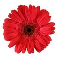 thumbnail image 3 of Member's Mark Gerbera Daisies, choose color and stem count, 3 of 3