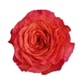 thumbnail image 2 of Member's Mark Garden Roses, 36 stems, Choose color variety, 2 of 6