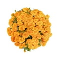 thumbnail image 2 of Member's Mark Orange Marigolds, choose stem count, 2 of 8